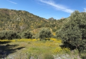 Non-developable land for sale on España, Valle de Abdalajís, ref: TR405970 photo