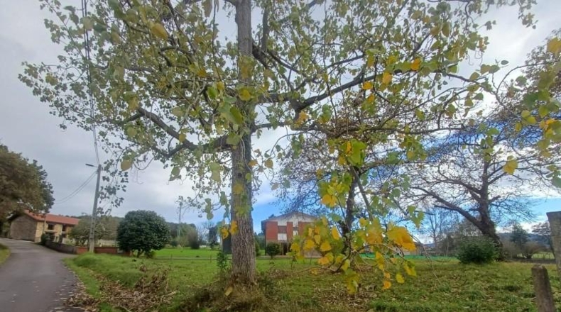 Asturias - Villaviciosa - 2578m2