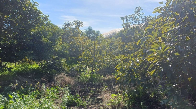 Málaga - Torrox - 1500m2