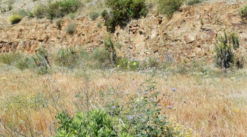Malaga - Moclinejo - 26000m2