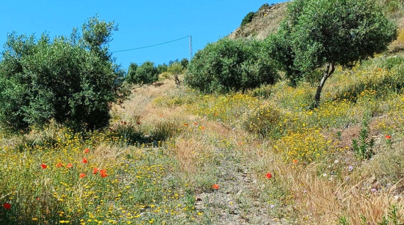 Malaga - Moclinejo - 26000m2