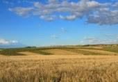 Non-developable land for sale in Belmonte de Tajo ref: TR406144 photo