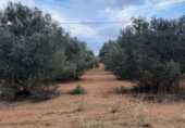 Terreny no urbanitzable en venda a la España, el Fondó de les Neus, ref.: TR202778 foto