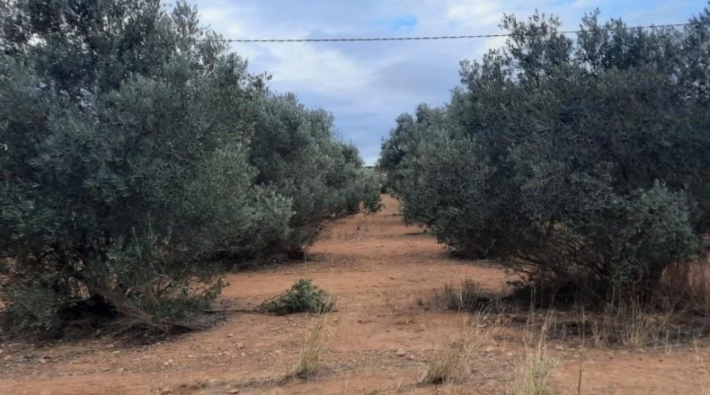 Alicante - Elche - 6100m2