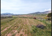 Terreny no urbanitzable en venda a la España, el Fondó de les Neus, ref.: TR202778 foto