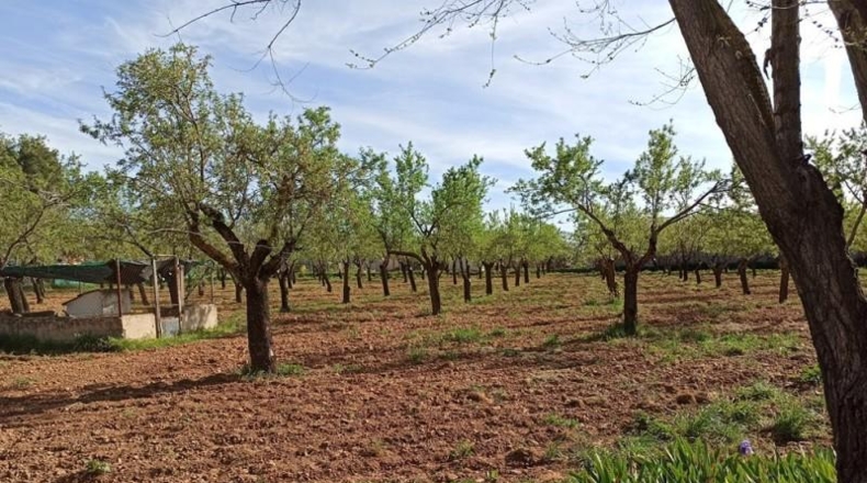Ciudad Real - Miguelturra - 7500m2