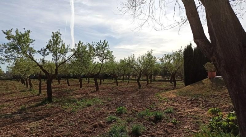 Ciudad Real - Miguelturra - 7500m2