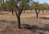 Xalet independent amb terreny en venda a la España, Miguelturra, ref.: TR138409 foto