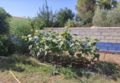 Xalet independent amb terreny en venda a la España, Miguelturra, ref.: TR148850 foto
