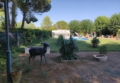 Xalet independent amb terreny en venda a la España, Miguelturra, ref.: TR148850 foto