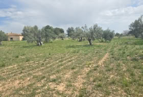 Onil 10049&nbsp;m² 