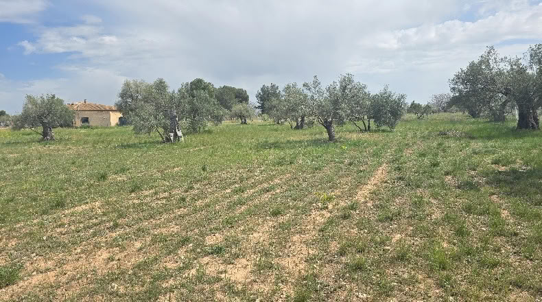 Alicante - Onil - 10049m2