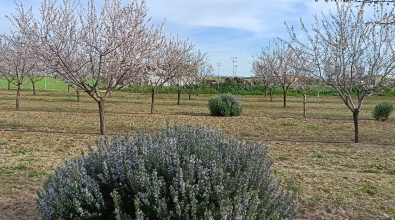 Toledo - Rielves - 30000m2