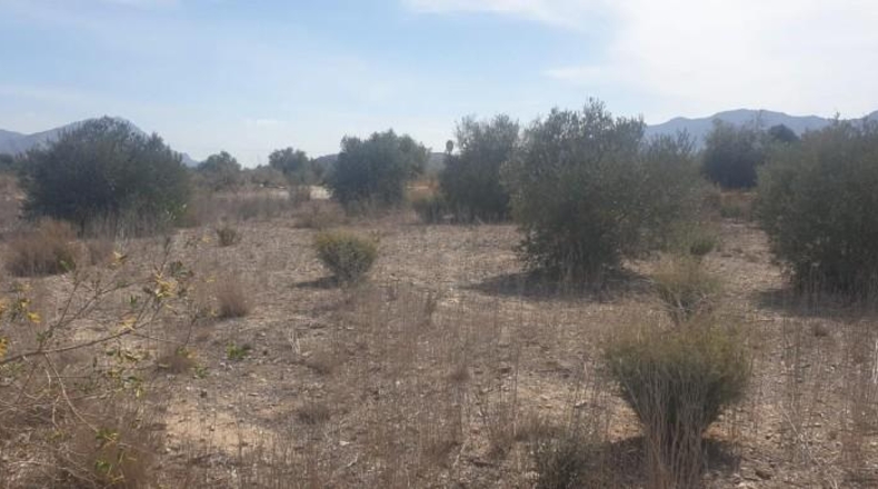 Alicante - Benferri - 5700m2