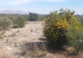 Non-developable land for sale on España, Benferri, ref: TR404092 photo