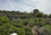 Masia with land for sale in Albuñuelas ref: TR406280 photo