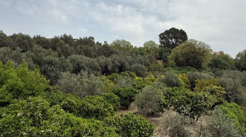 Granada - Albuñuelas - 1400m2