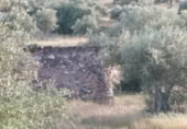 Stone house with land for sale on Finca con olivos, Ceclavín, ref: TR406363 photo