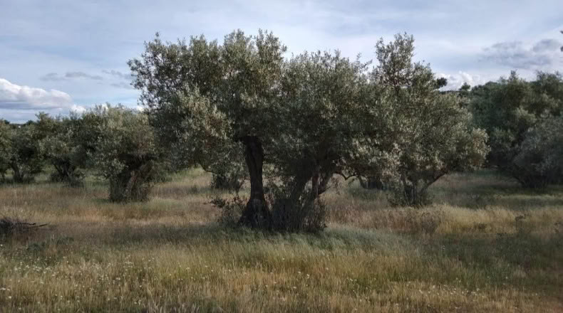 Cáceres - Ceclavín - 20000m2