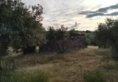 Stone house with land for sale on Finca con olivos, Ceclavín, ref: TR406363 photo