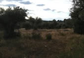 Stone house with land for sale on Finca con olivos, Ceclavín, ref: TR406363 photo