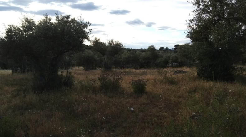 Cáceres - Ceclavín - 20000m2