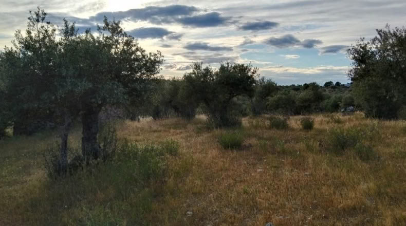 Cáceres - Ceclavín - 20000m2