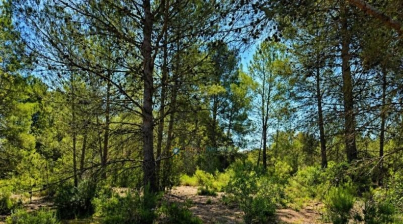 Valencia - Bellús - 6777m2