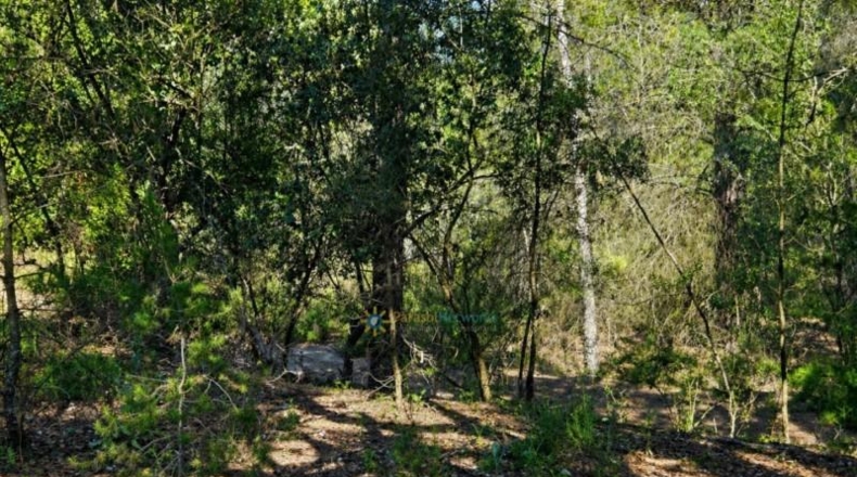 Valencia - Bellús - 6777m2