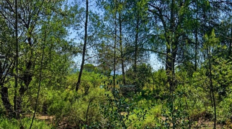 Valencia - Bellús - 6777m2