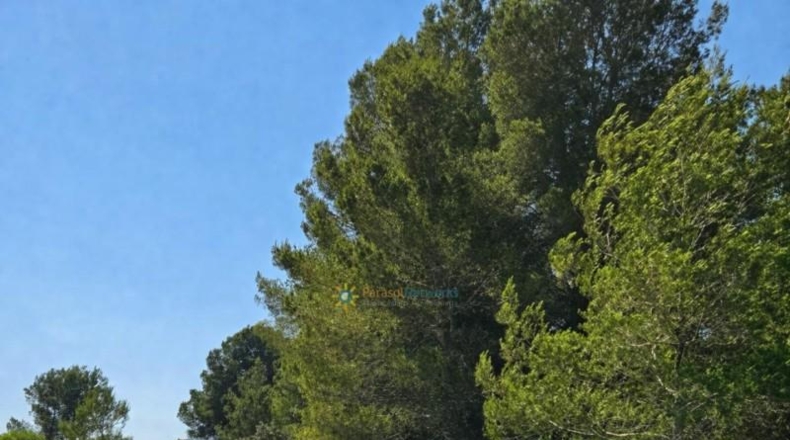 Valencia - Bellús - 6777m2