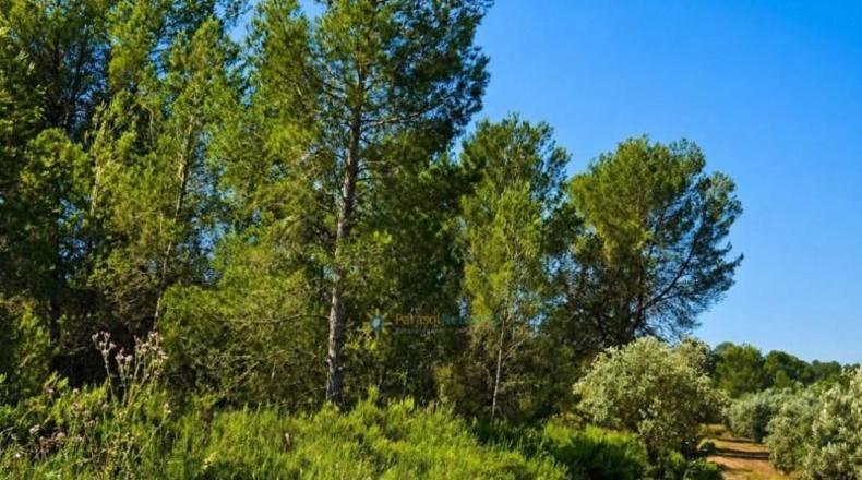 Valencia - Bellús - 6777m2