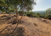 Non-developable land for sale on España, Almodóvar del Río, ref: TR383674 photo
