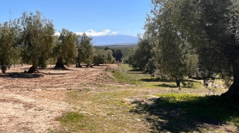 Granada - Íllora - 7770m2