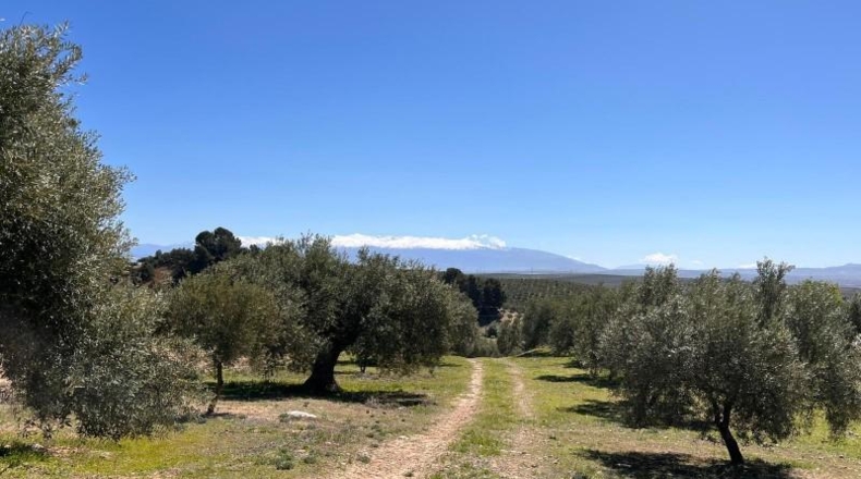 Granada - Íllora - 7770m2