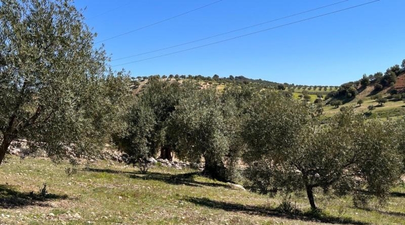 Granada - Íllora - 7770m2