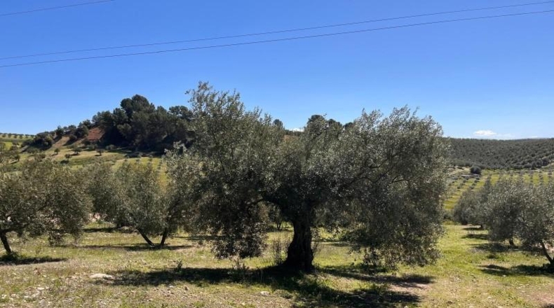 Granada - Íllora - 7770m2