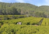 Non-developable land for sale on España, Sagunto, ref: TR321207 photo