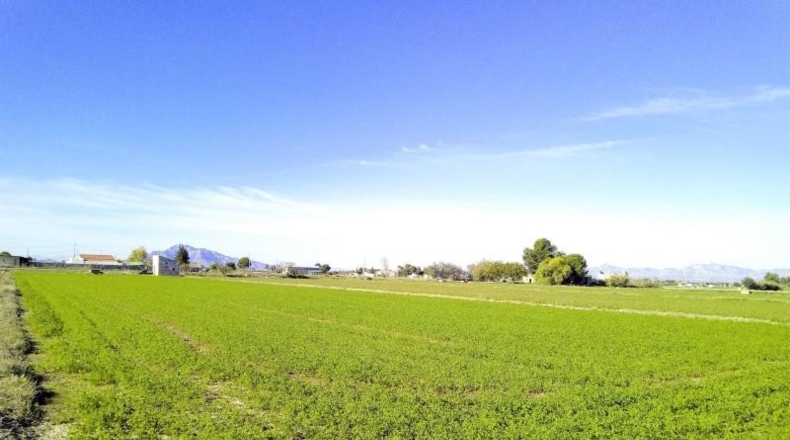 Alicante - Dolores - 4259m2