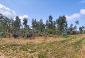 Chipiona 12000&nbsp;m² 