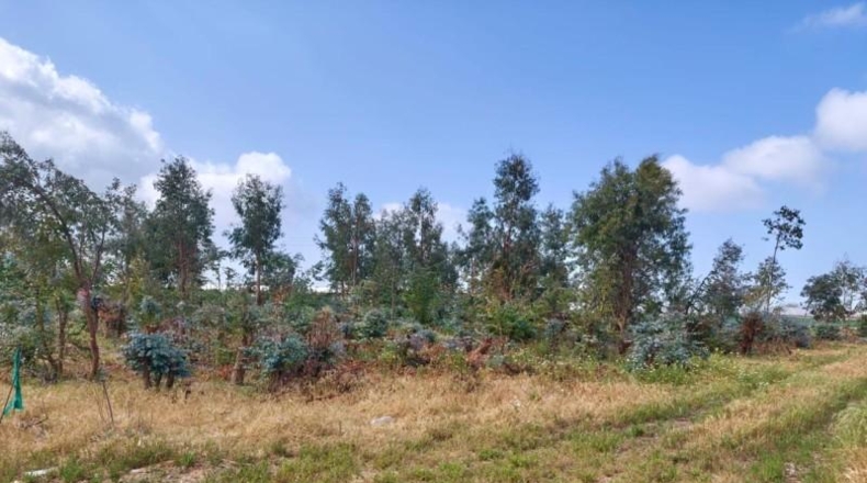 Cadiz - Chipiona - 12000m2