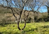 Casa de poble en venda a Cea ref.: TR406826 foto