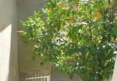 Casa de poble en venda a Gomesende ref.: TR406823 foto