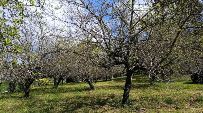 Pontevedra - Vila de Cruces - 1779m2