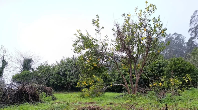 La Coruña - Ortigueira - 1600m2