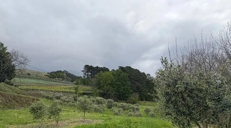 Pontevedra - Crecente - 11000m2