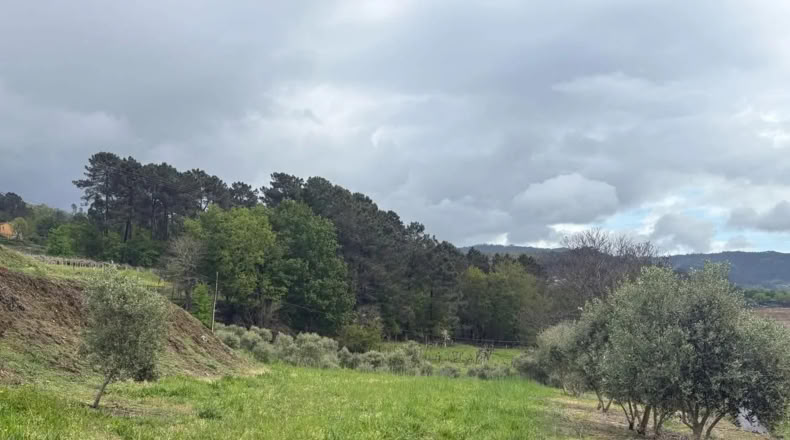 Pontevedra - Crecente - 11000m2