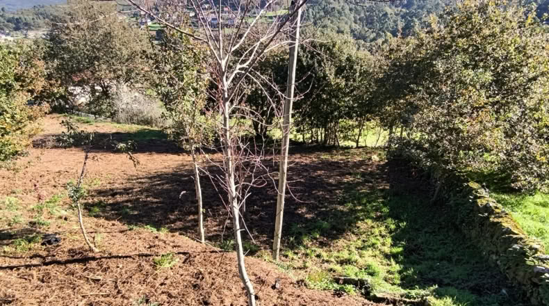 Pontevedra - Pontevedra - 3000m2