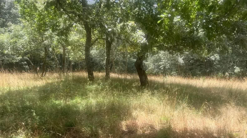 Orense - Ourense - 60000m2