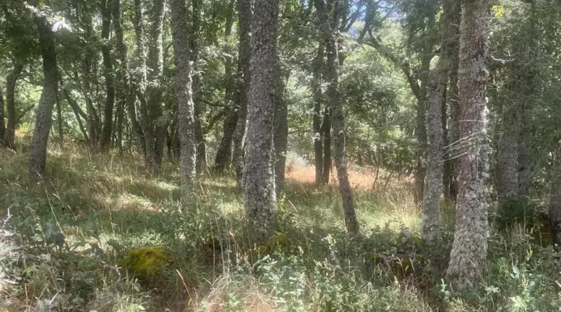 Orense - Ourense - 60000m2